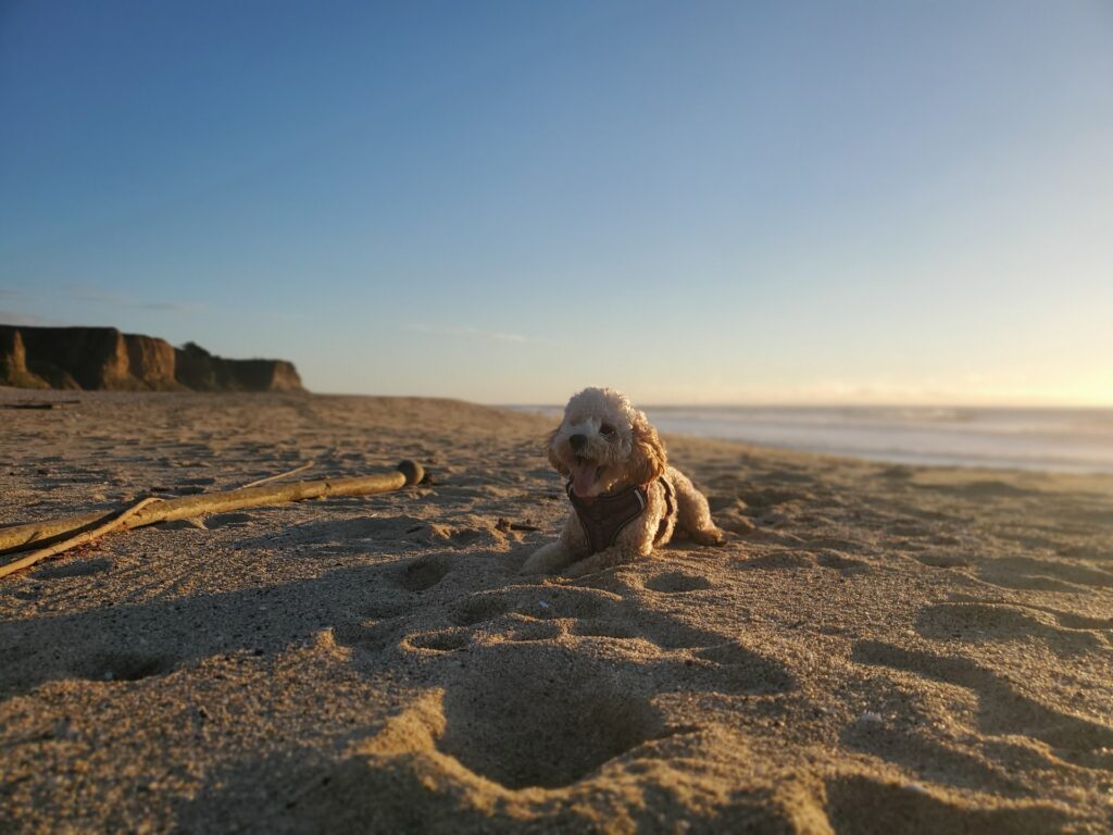 Dog on the beach