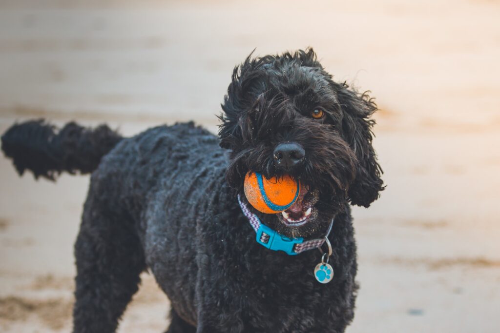 Dog with the toy on the beach