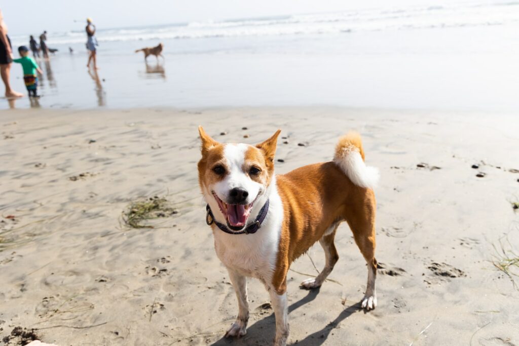 which beaches allow dogs