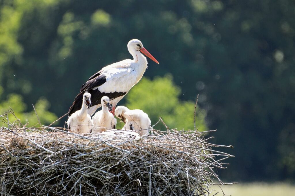 Stork nests in Faro