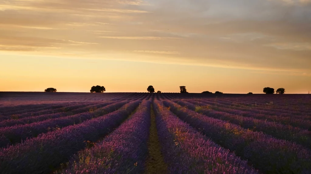 Brihuega lavender fields, Spain