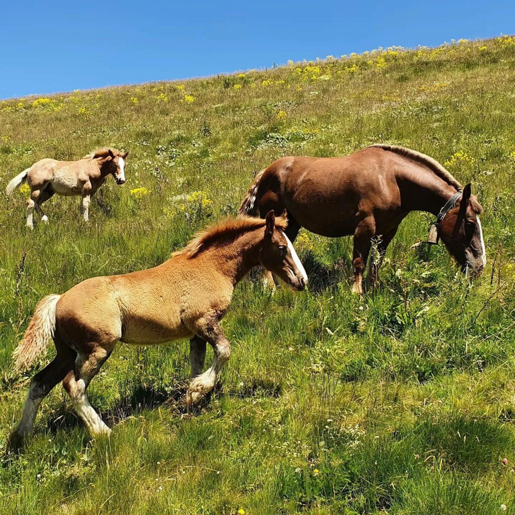 Horse riding in Andorra