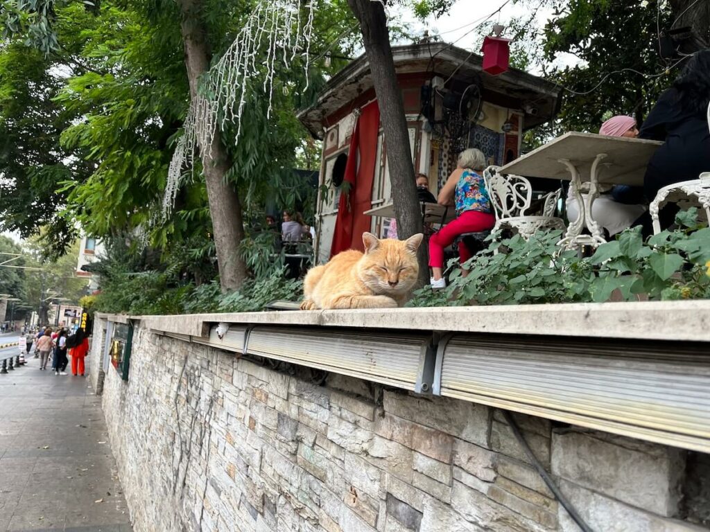 Cats are everywhere in Istanbul