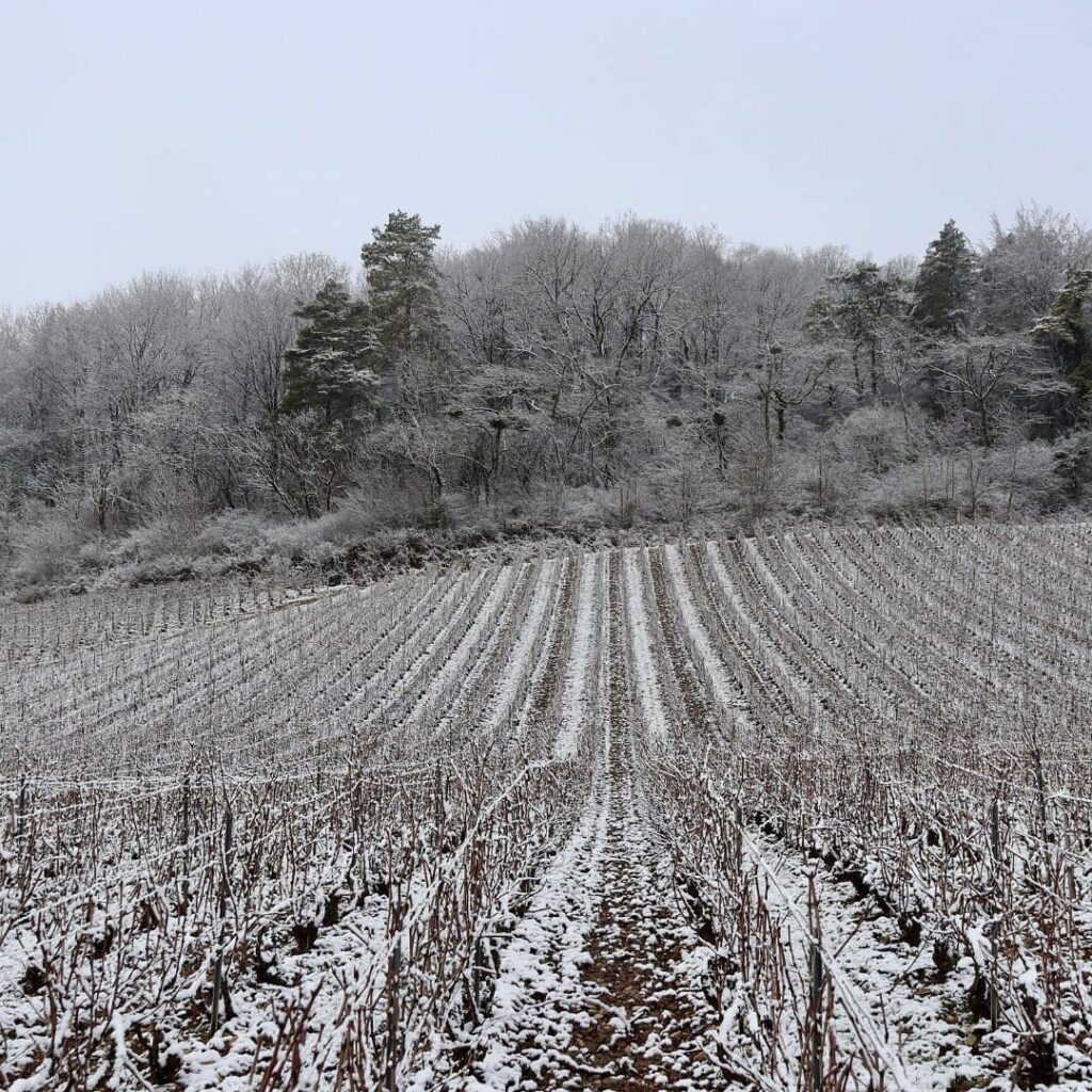 Champagne region Vineyards in the winter, France