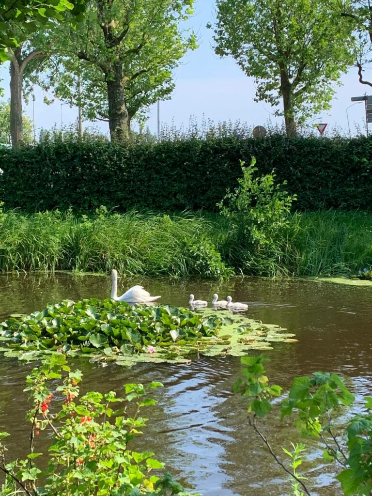 zaanse schans swans