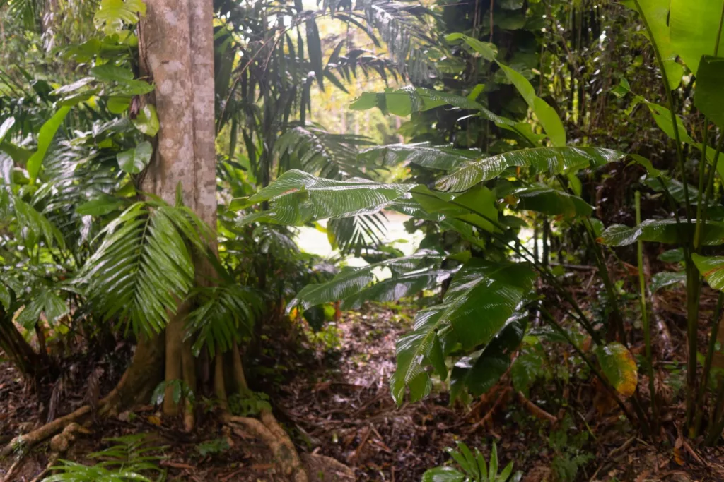 Rainforest, Jamaica