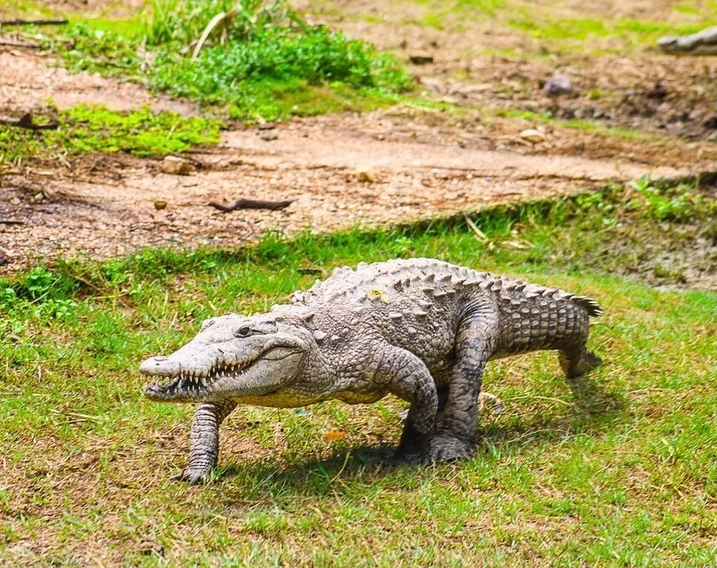 Alligator in Swamp Safari, Falmouth, Jamaica