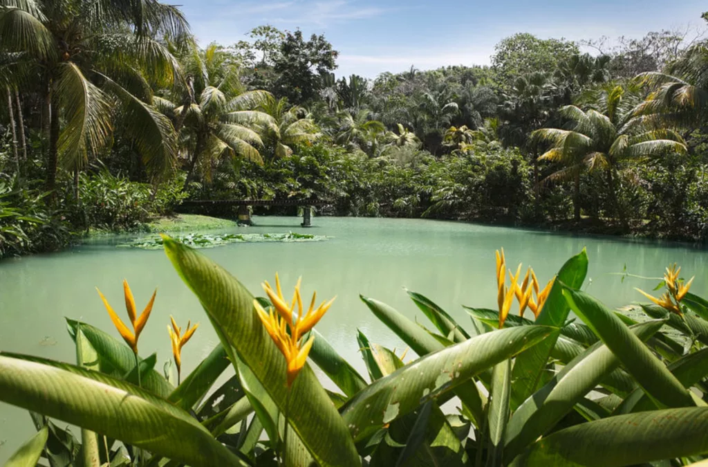 Lagoon At Cranbrook Flower Forest, Jamaica