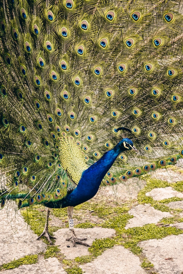 Peacocks in the Garden, Porto