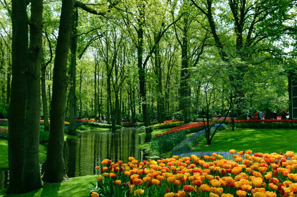 Keukenhof gardens, Lisse