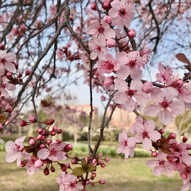 Spring in Madrid, Spain