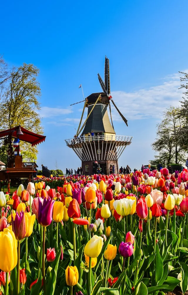 Windmills and tulips, the Netherlands