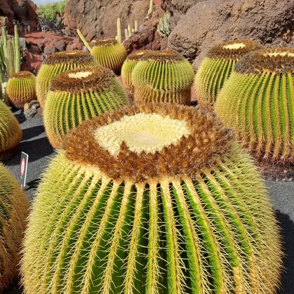 Jardín de Cactus