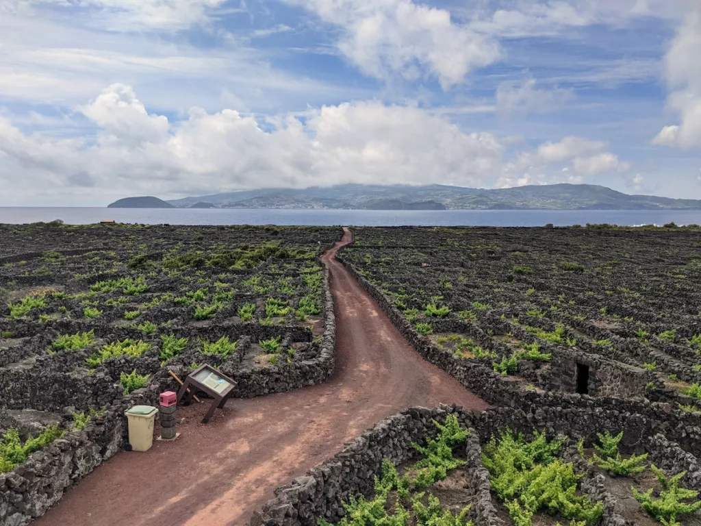 Pico Island Vineyards