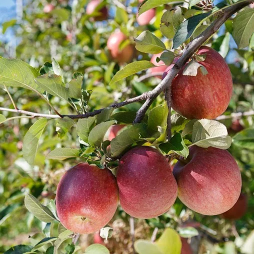 South Tyrolean Apples