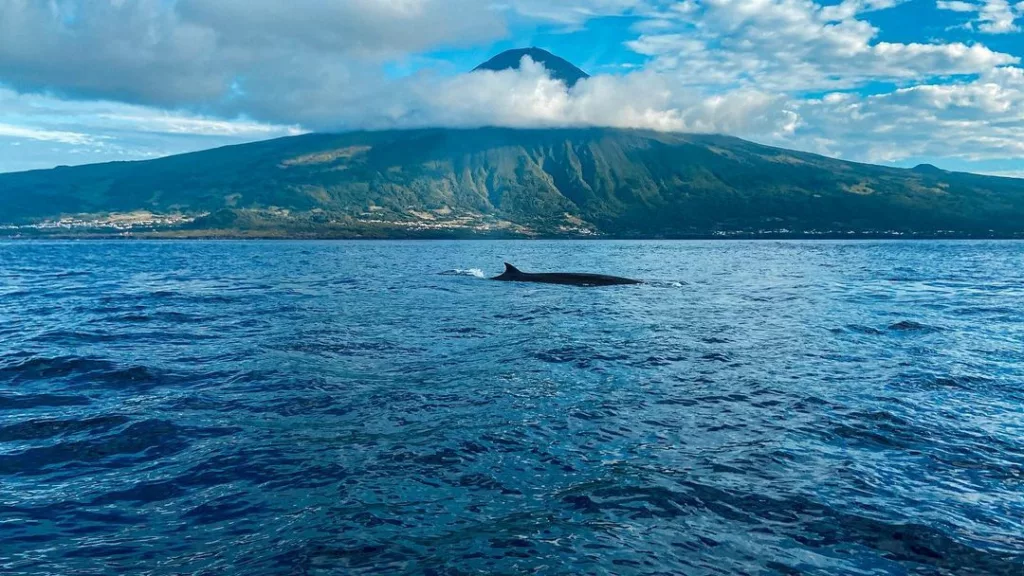 Whale Watching Pico