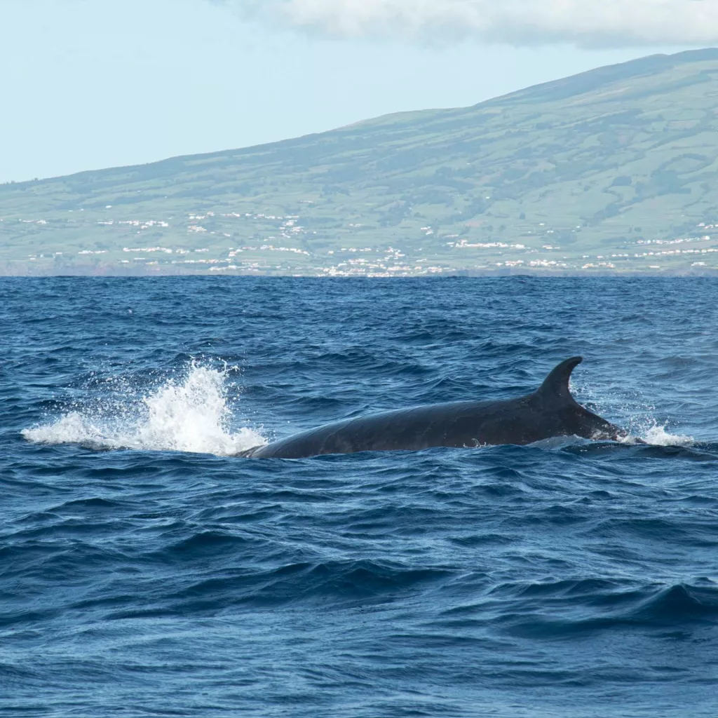 Whale Watching Pico 2