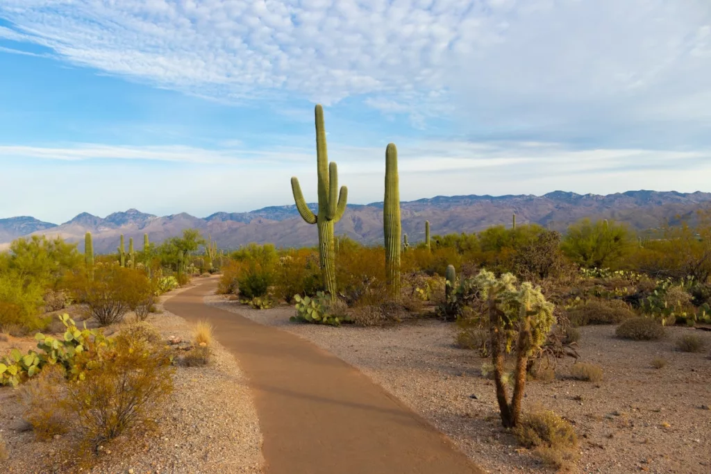 Saguaro National Park, Tuscon, Arizona, USA