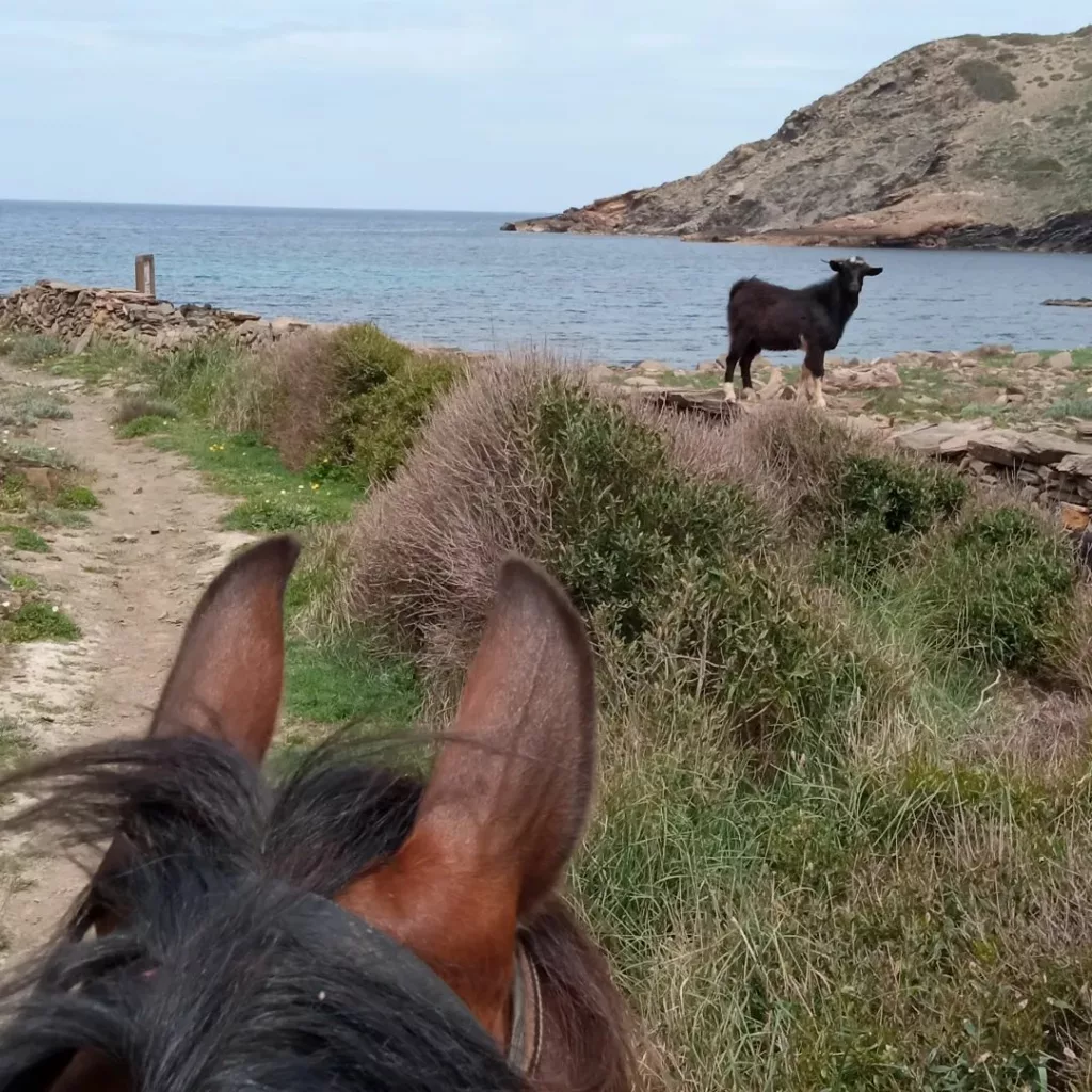 horseback riding menorca 2