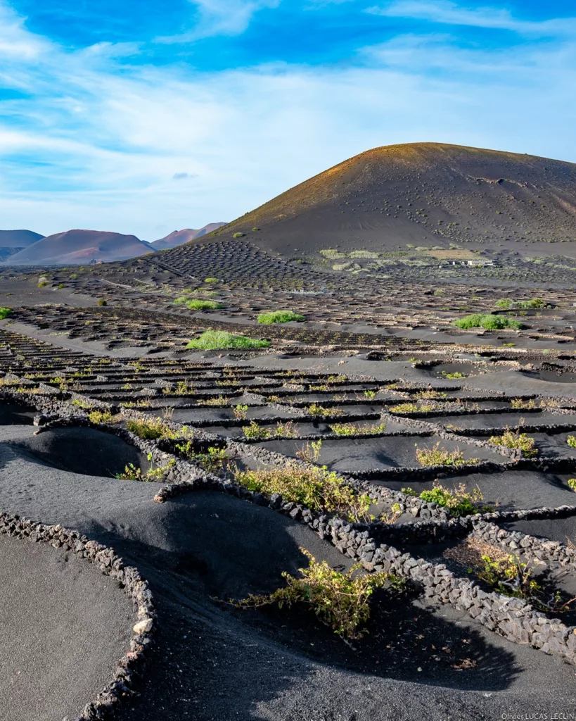 Lanzarote vineyards