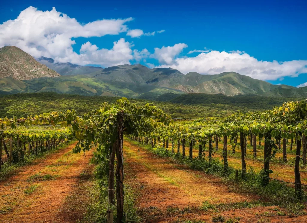 Argentine Vineyard