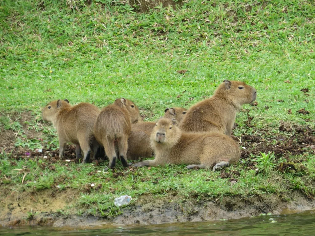 Capybaras