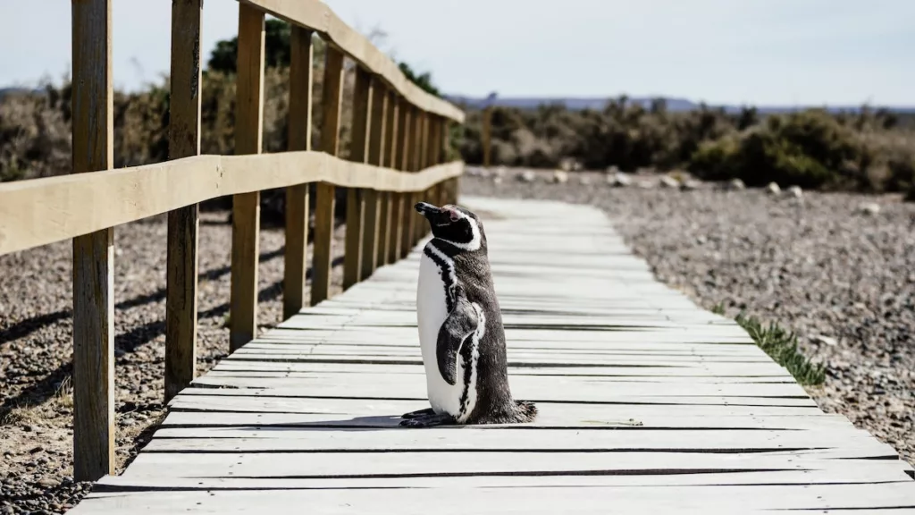 Puerto Madryn