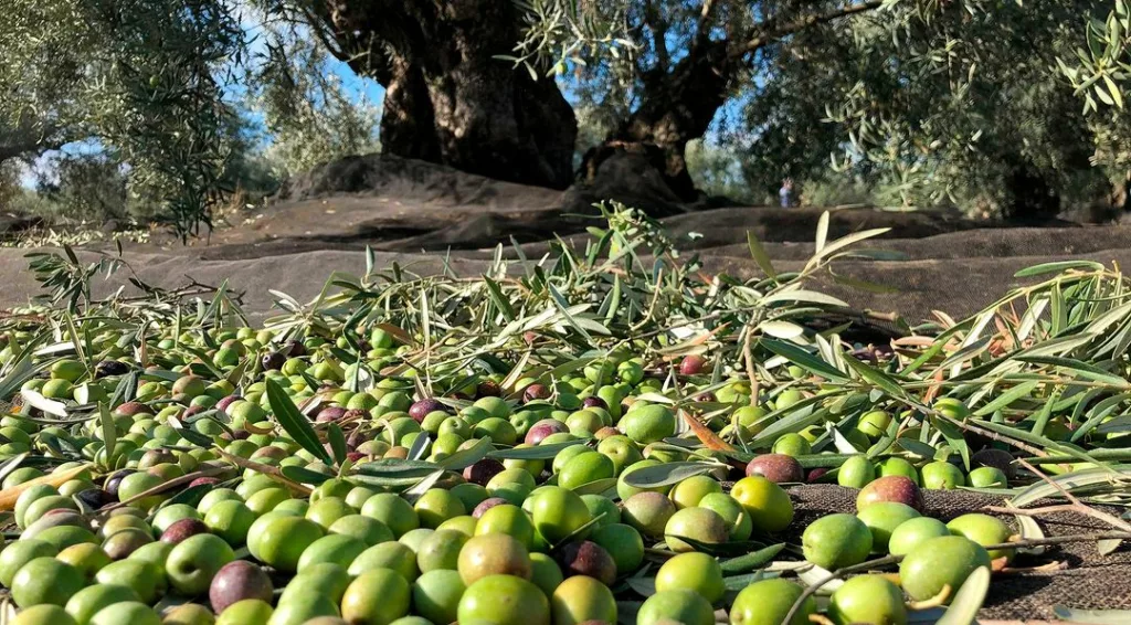 Spanish Olive Oil