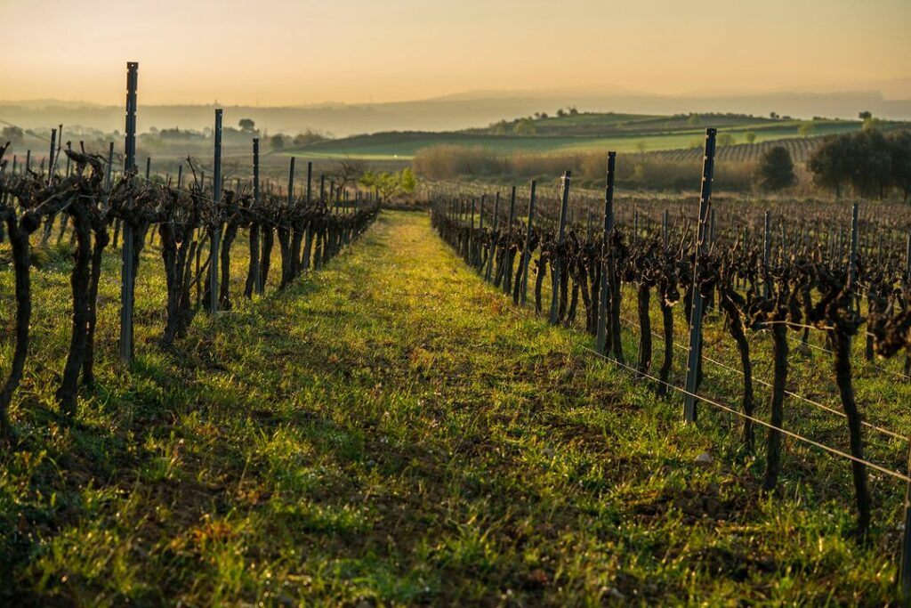 Penedes Vineyard