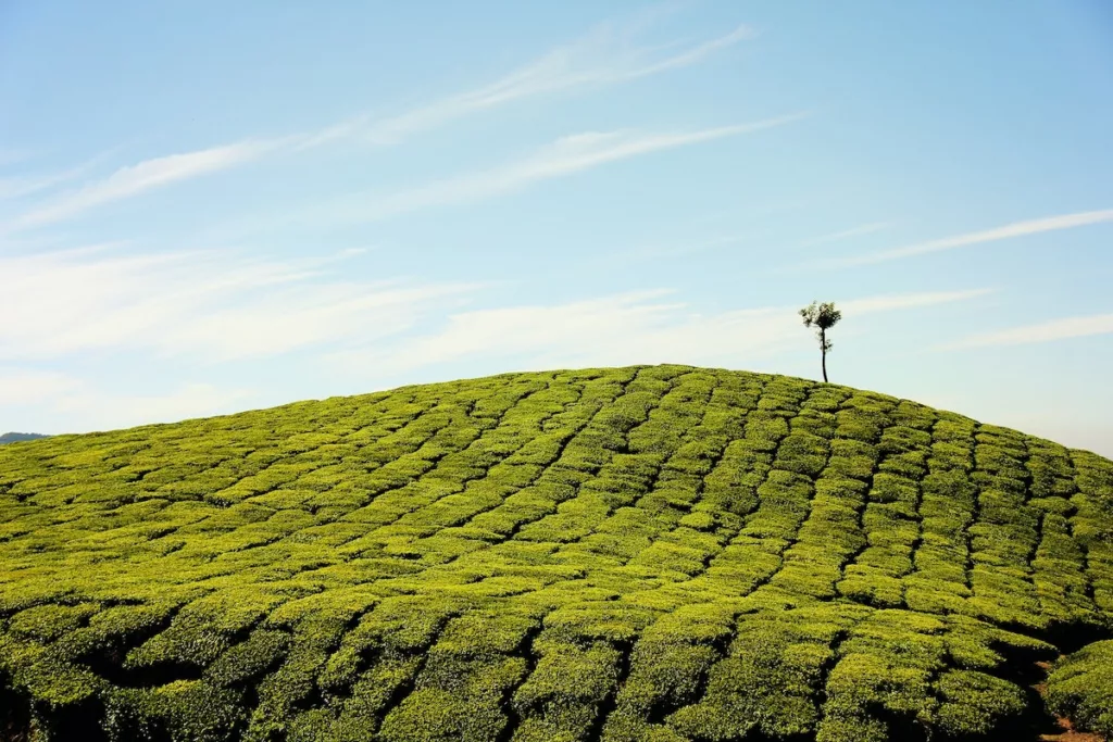 Tea Plantation