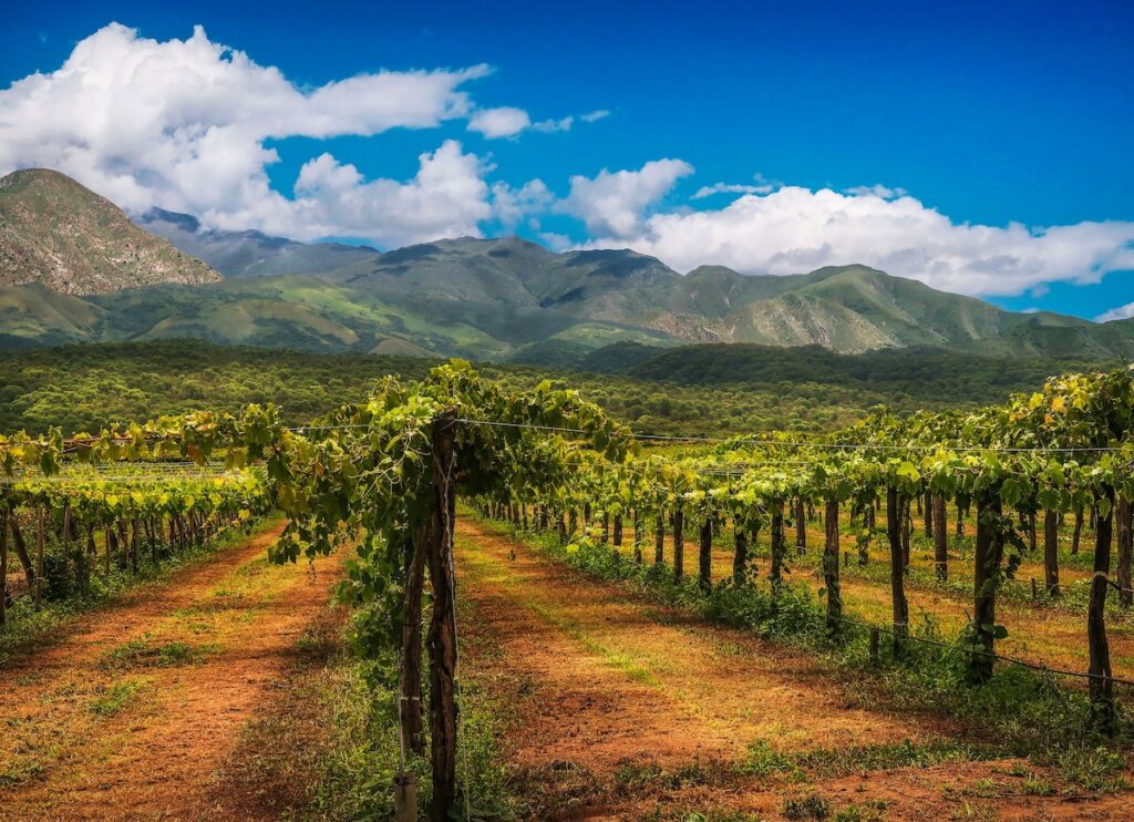 Best Argentina Red Wines to Try