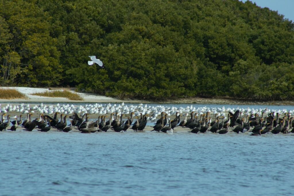 Cedar Key