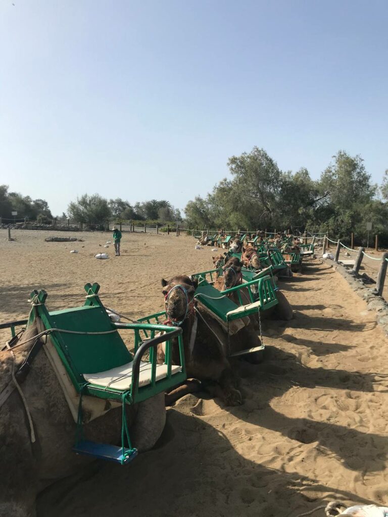 Camel Rides Maspalomas