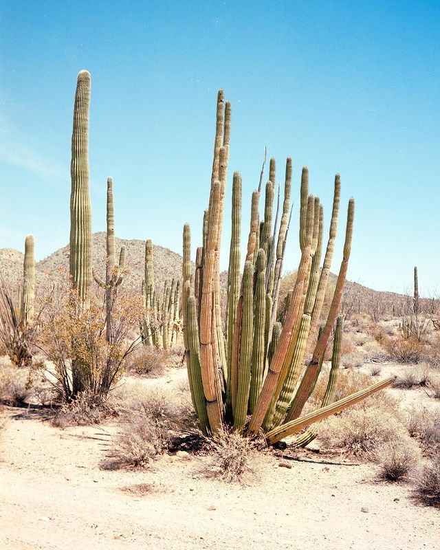 Organ Pipe Cactus National Monument 2