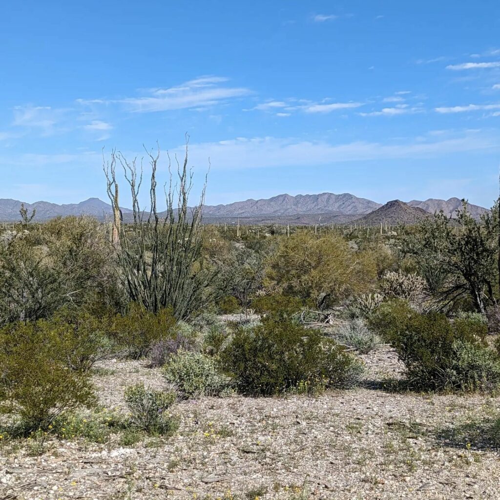 Sonoran Desert National Monument 1