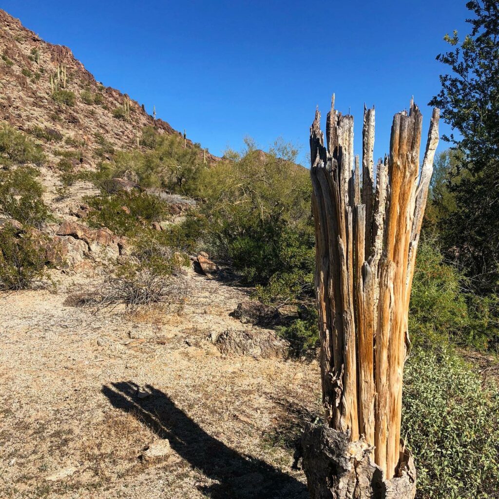 Sonoran Desert National Monument 3
