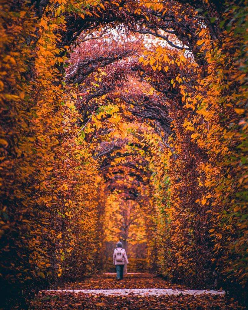 Vienna Autumn
