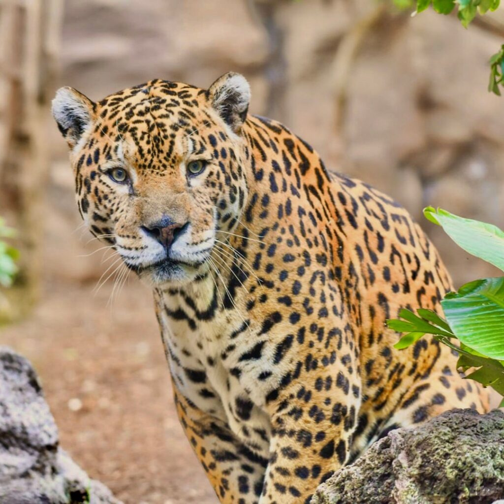 Loro Parque 3