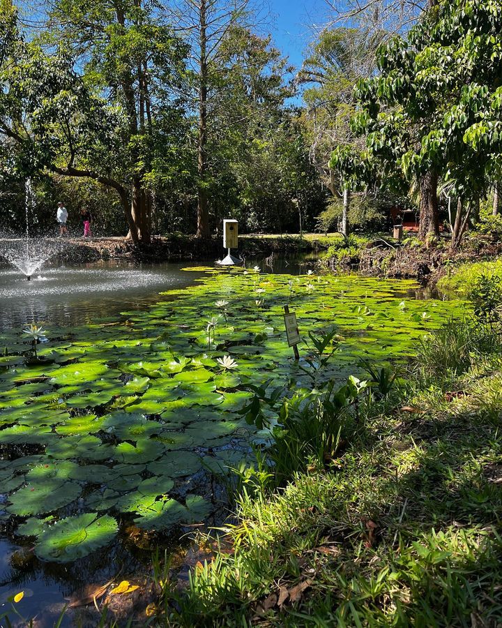 Ocala National Forest 2