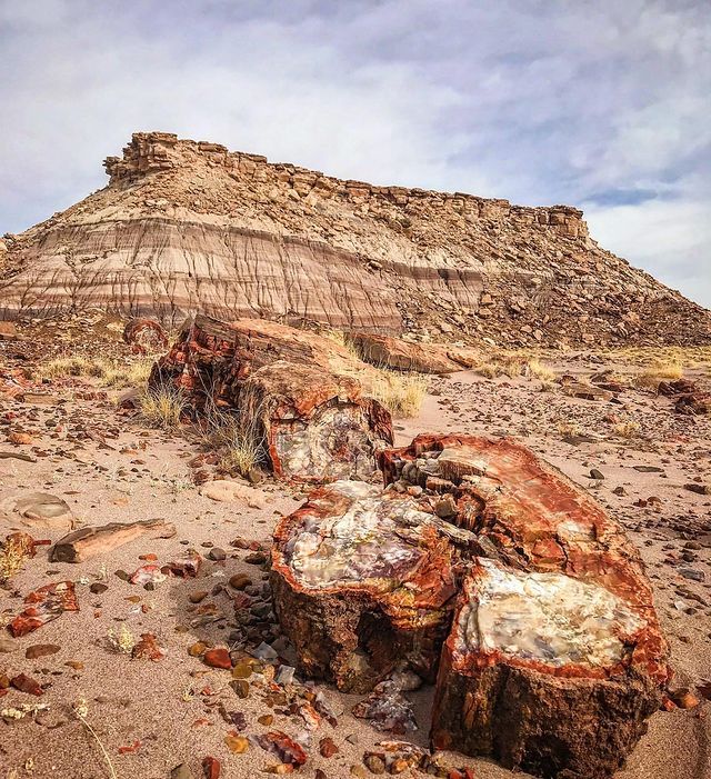Petrified Forest National Park 4
