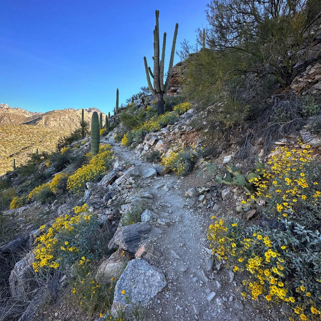 Sabino Canyon 1