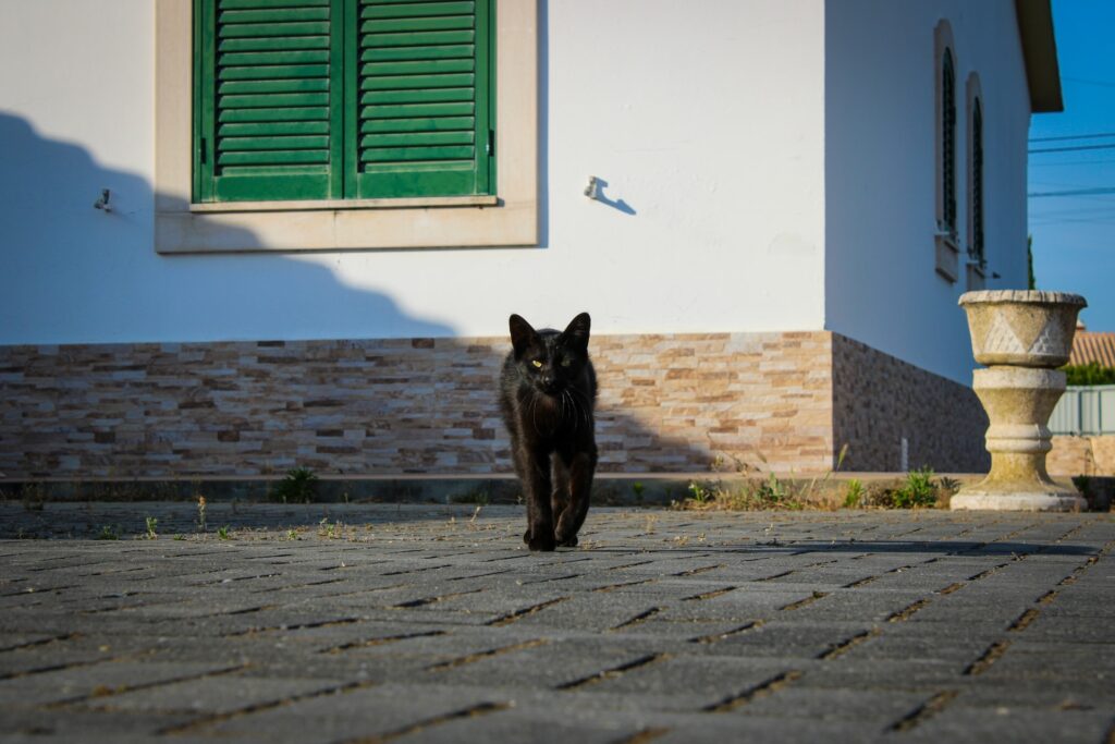 Black cat on a street