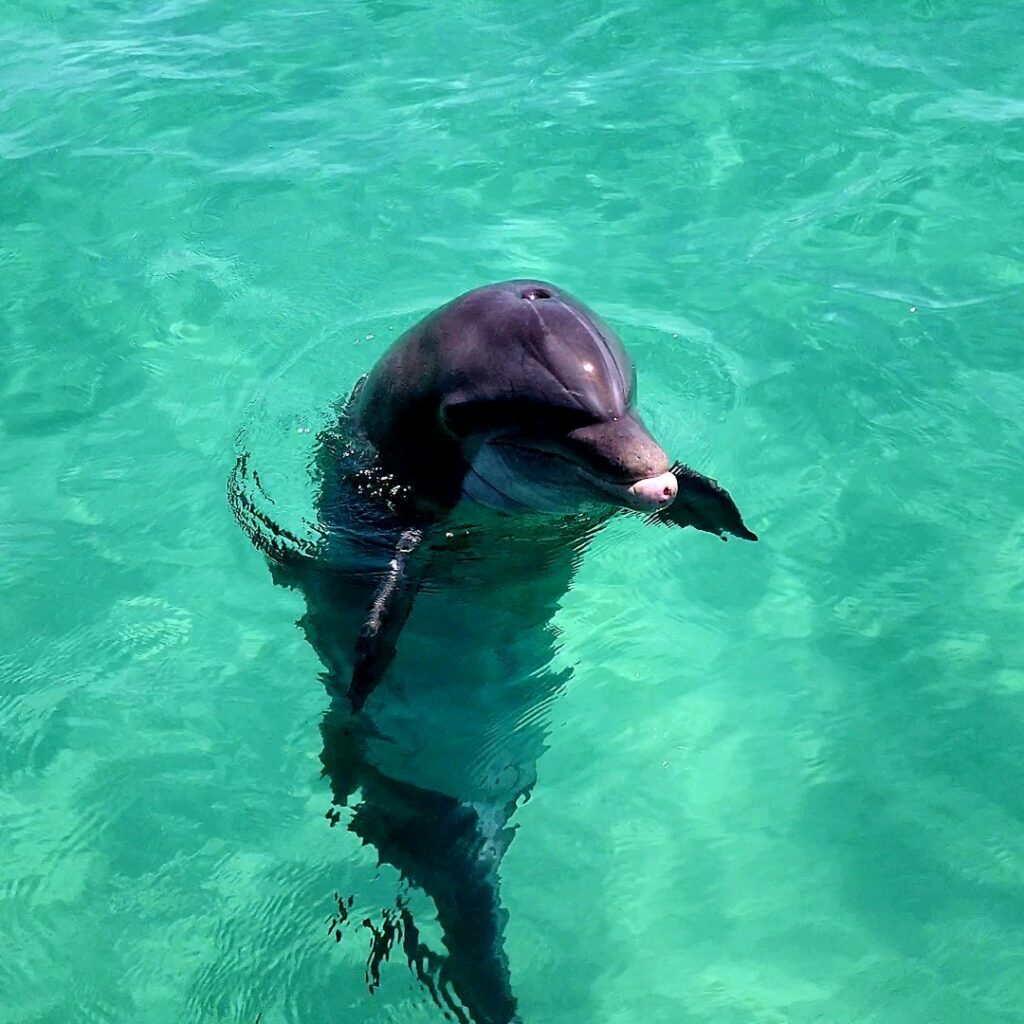 Dolphin tour-1