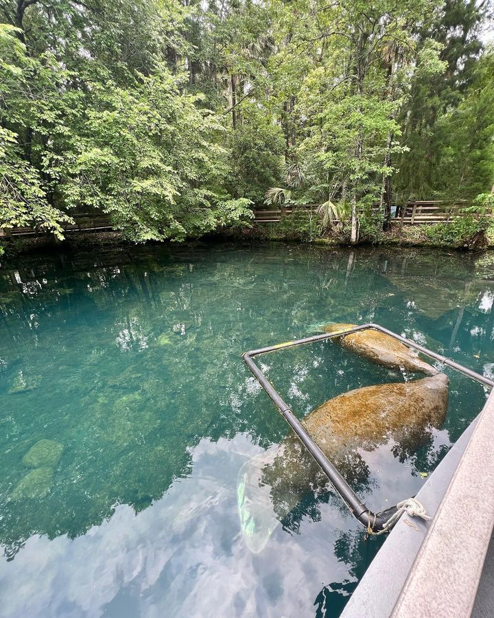 Homosassa Springs-1