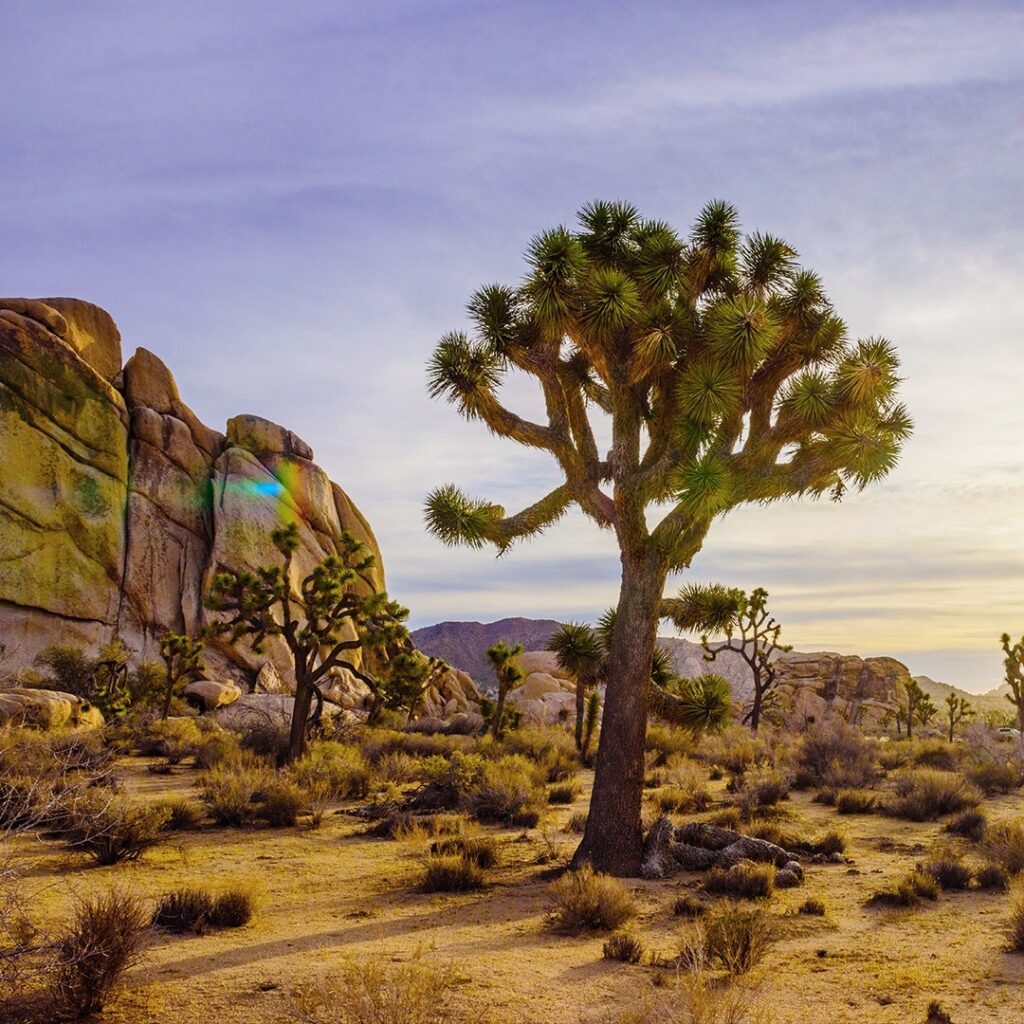 Joshua Tree National Park-2