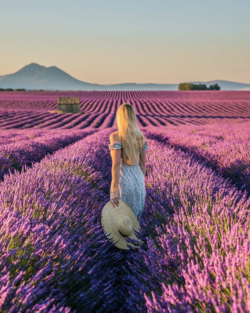 Lavender Fields-1