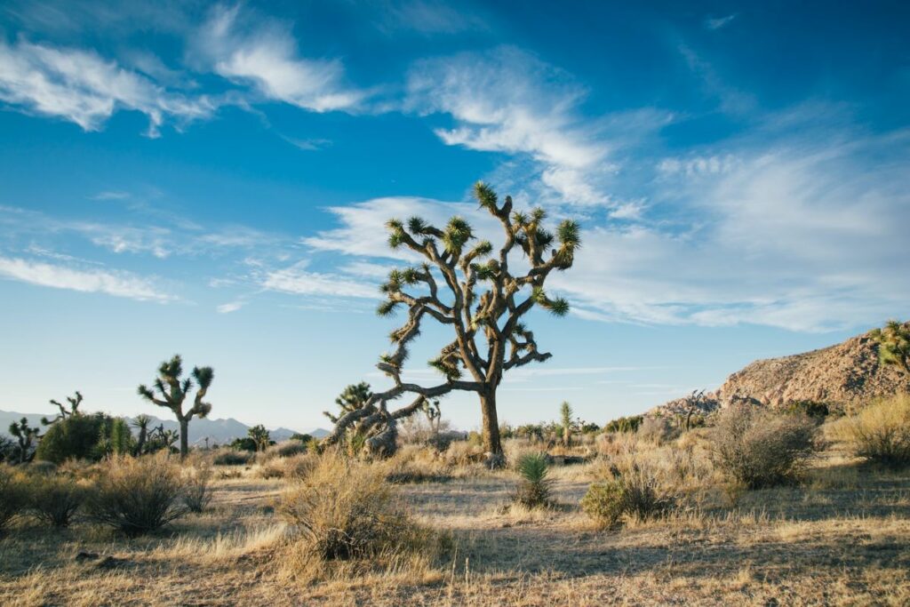 7 Most Exciting California Deserts in 2023: From Mojave to Colorado
