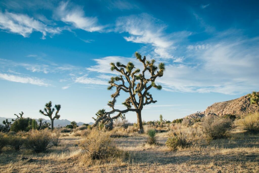 7 California Deserts: From Mojave to Colorado