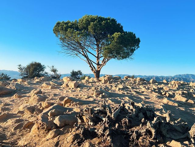 The Wisdom Tree and Cahuenga Peak-2