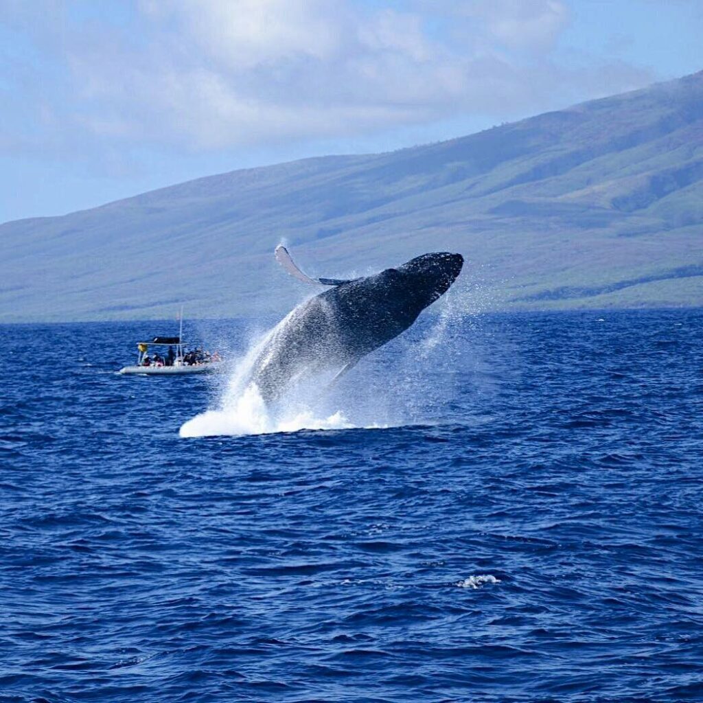 Whale watching